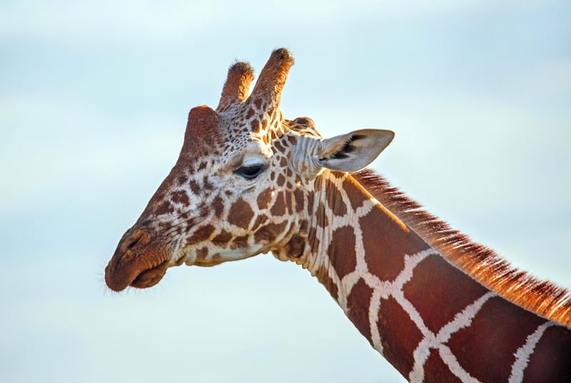 Exotic Safaris
